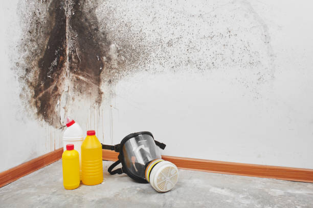 Best Same-Day Mold Removal  in Sweeny, TX