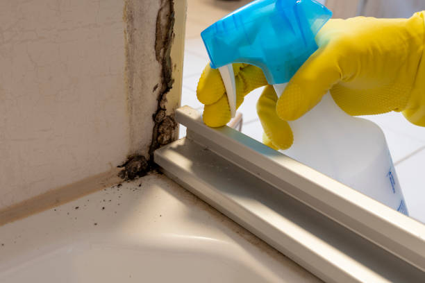 Best Mold Inspection  in Sweeny, TX