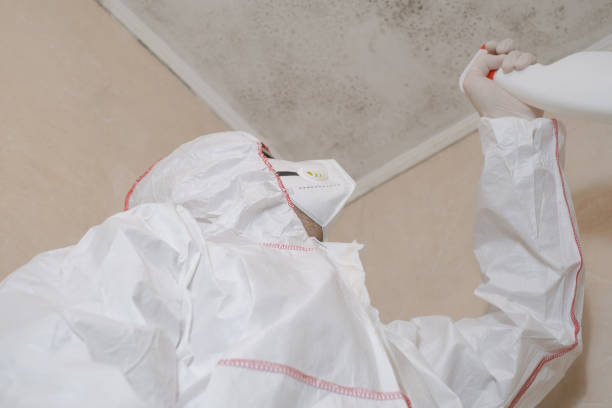 Mold Removal Process in Sweeny, TX